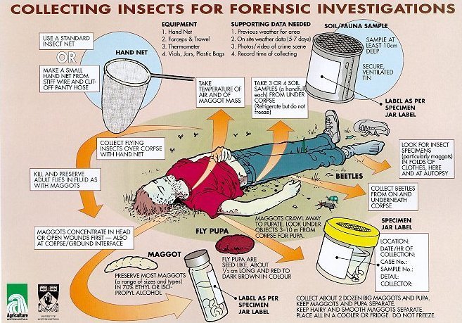 Entomology basics