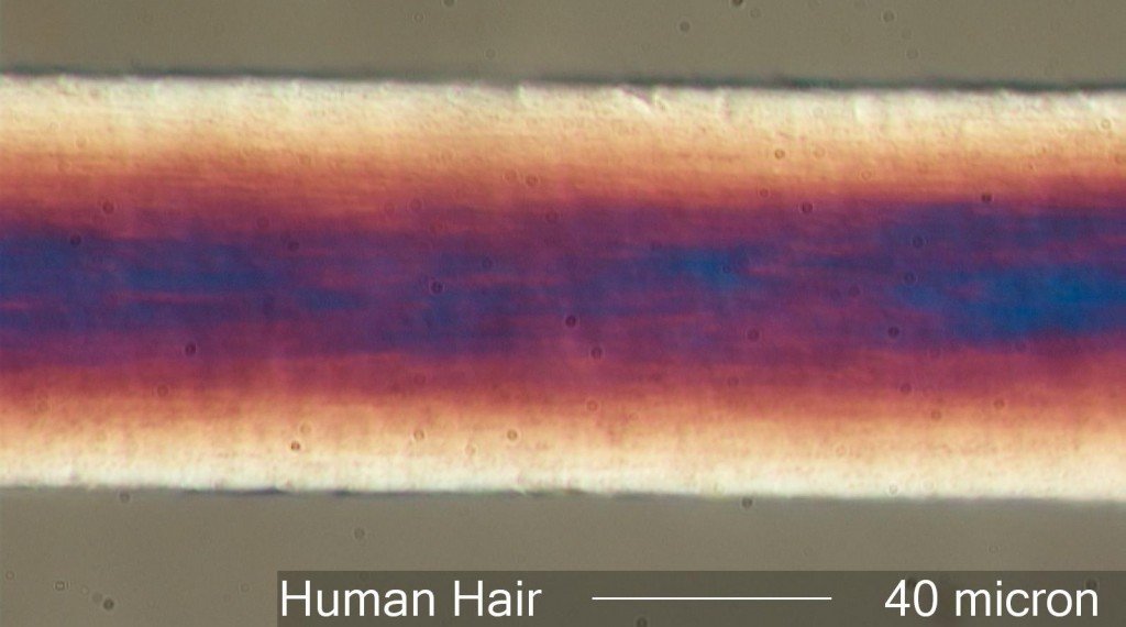 A strand of human hair under the microscope. Image via wrongfulconvictionsblog