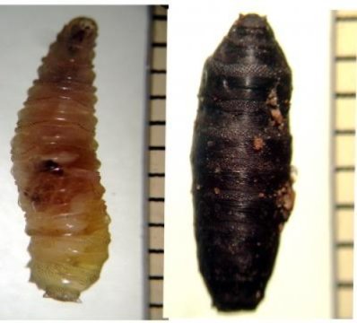 Using corpse feeding larvae to determine time of death